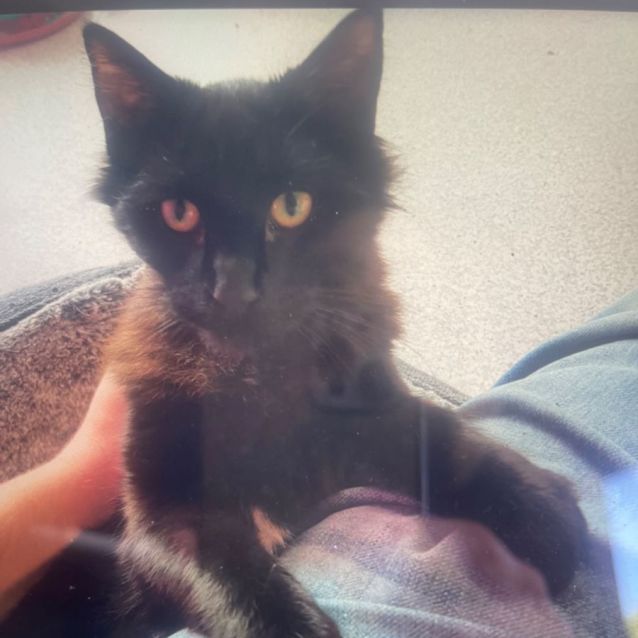 Photo of Cucumber   Meet Me At Petstock Chelsea