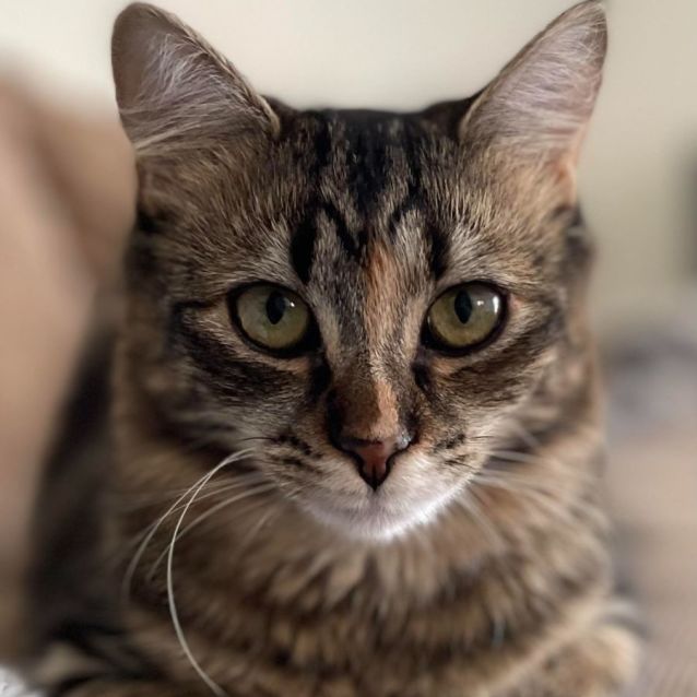 Photo of Storm (Located In Bundoora)