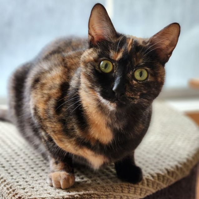 Photo of Hazel ^^Dandy Cat Rescue^^