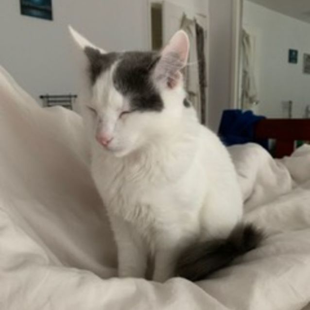 Photo of Cotton ^Dandy Cat Rescue^