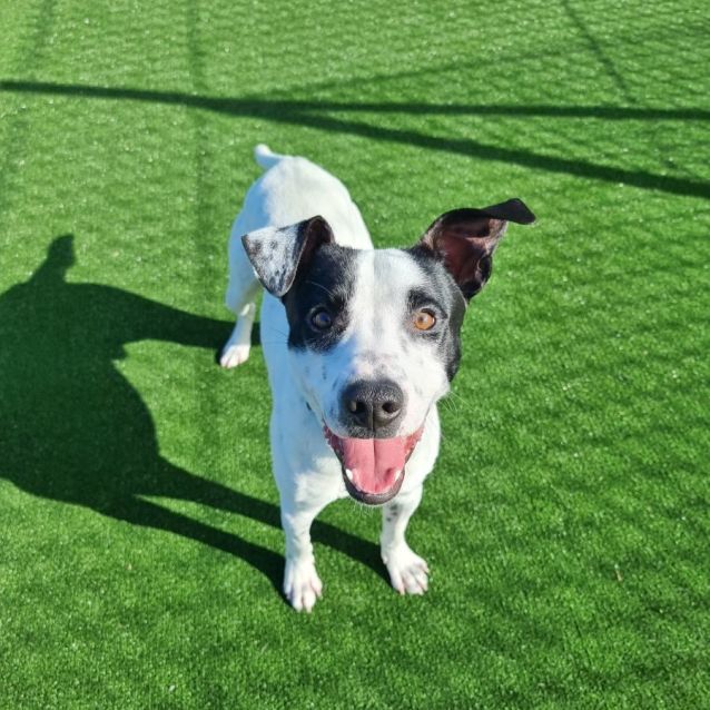 Photo of Lightning Imp 1114