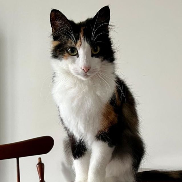 Photo of Brownie