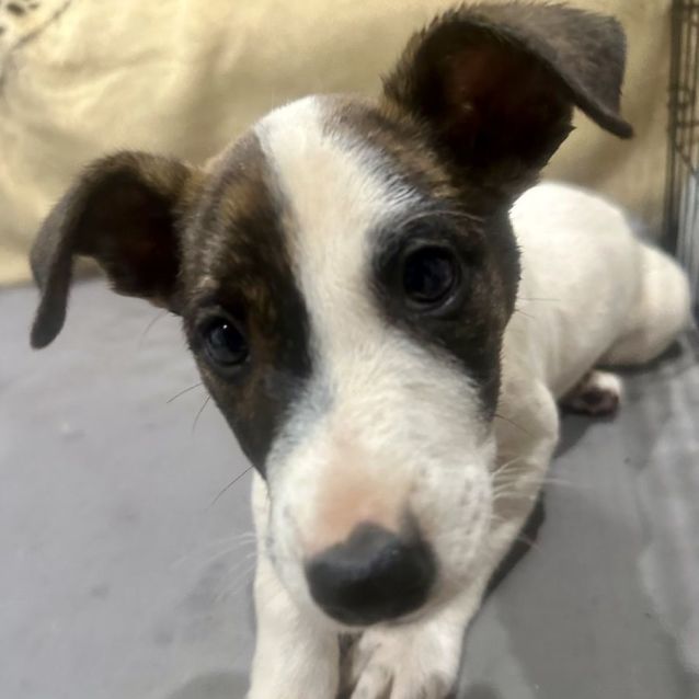 Photo of Banjo