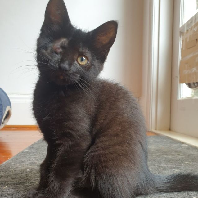 Photo of Pepper 🌸🌸