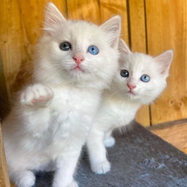 Photo of Pedro & Patrick   Bonded Pair