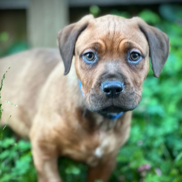 Lainey Wilson Medium Female Staffordshire Bull Terrier x Rottweiler Mix Dog in VIC PetRescue