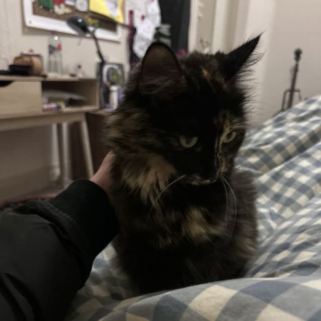 Photo of Lily *9 Lives Project Rescue*