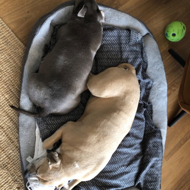 Photo of Blizzard And Stormy 