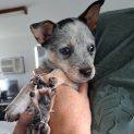 Photo of Chester