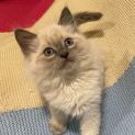 Photo of Ragdoll Cross   Blue Point