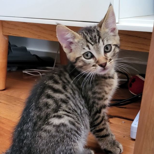 Photo of Linc 