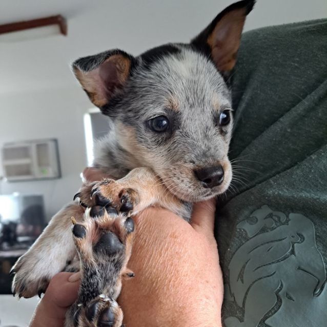 Photo of Chester