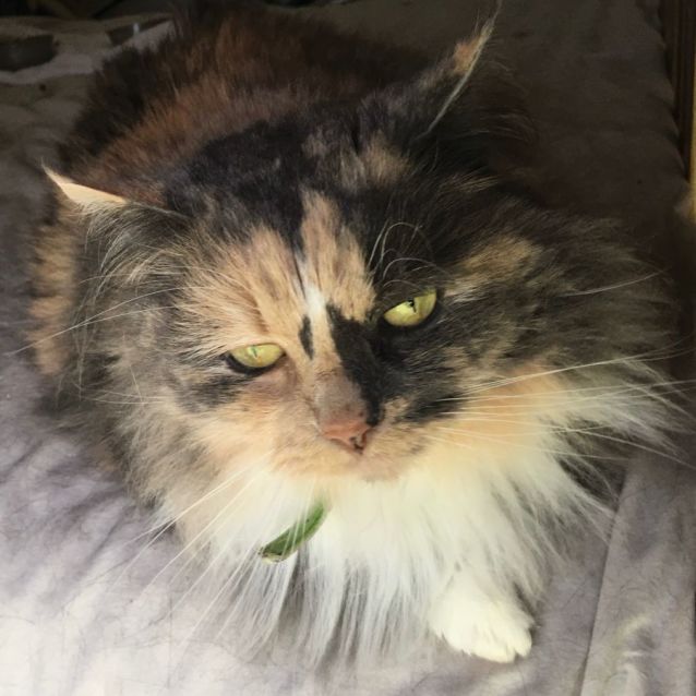 Photo of Fluffy & Whiskers