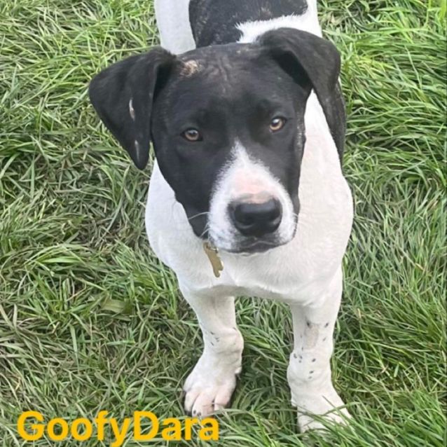Photo of Dannys Litter