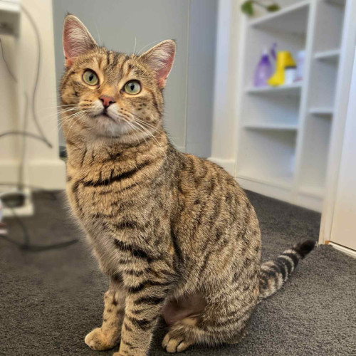 Serena - Meet me @ PETstock Prahran!