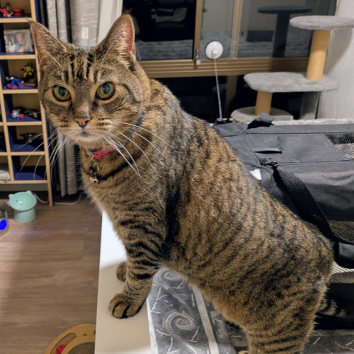 No photo for C1591 Juno