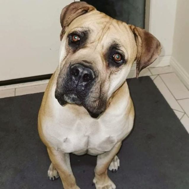 Photo of Chevy (Located Narre Warren)