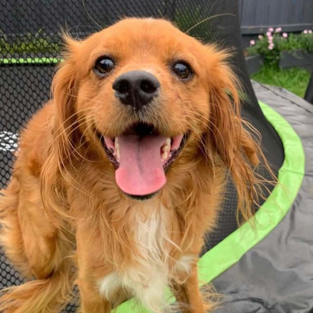 Spot - Medium Male Cavalier King Charles Spaniel Mix Dog in NSW - PetRescue Spot - Medium Male Cavalier King Charles Spaniel Mix Dog in NSW - PetRescue