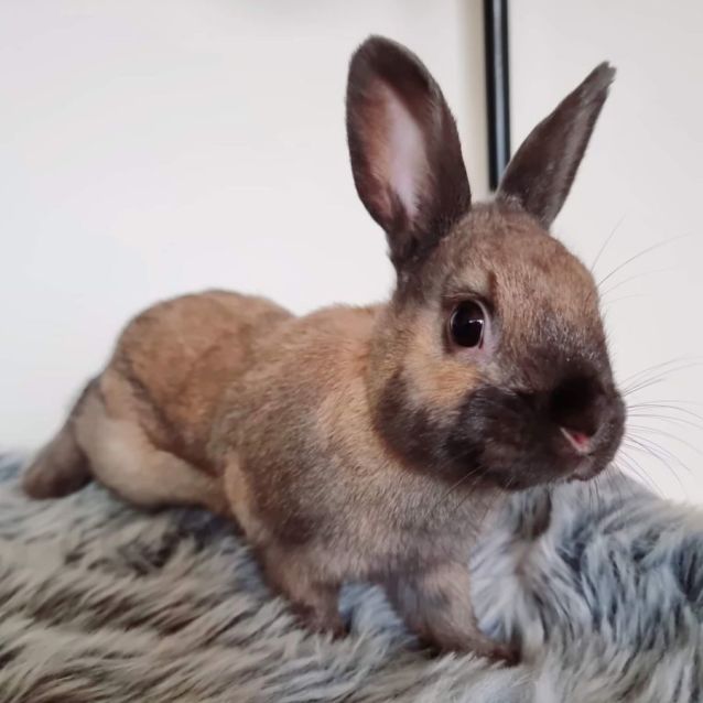 Photo of 🐰Gus & Gabe🐰 (Located In Werribee)