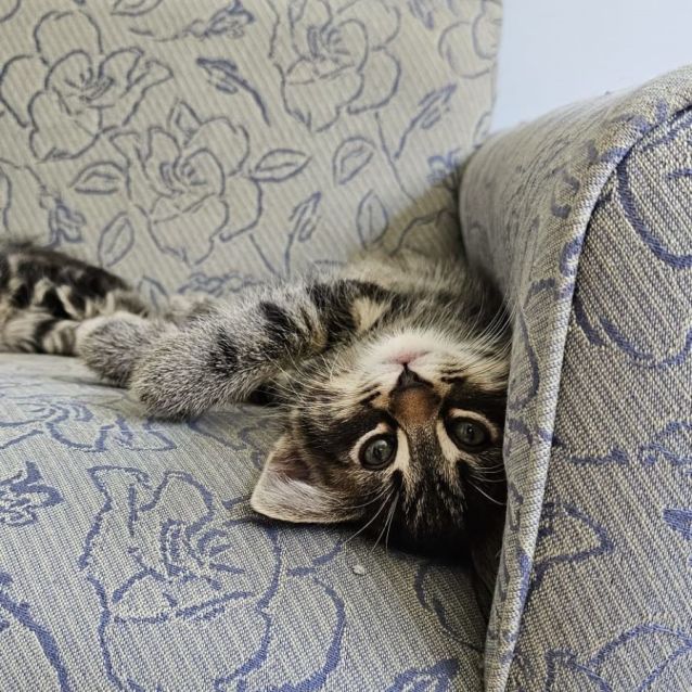 Photo of Robin ^^Dandy Cat Rescue^^