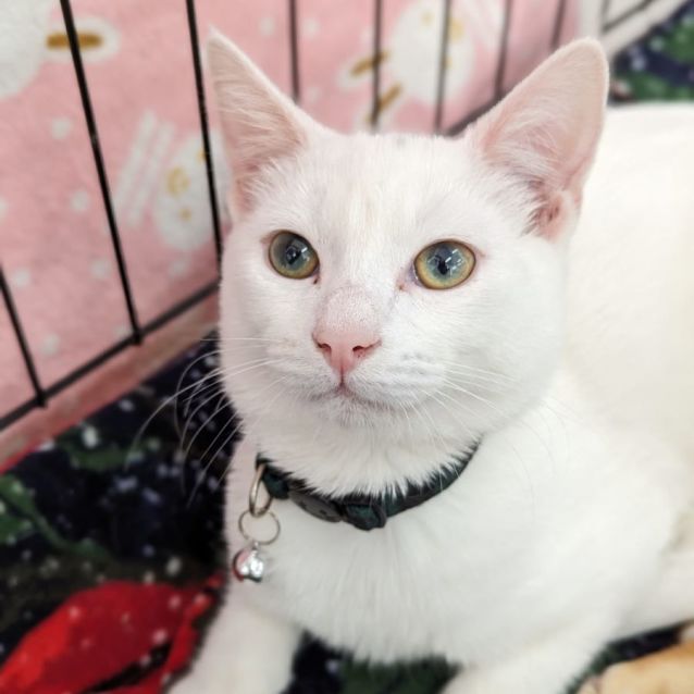 Photo of Adora & Aladdin