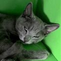 Photo of Thimble ^Dandy Cat Rescue^