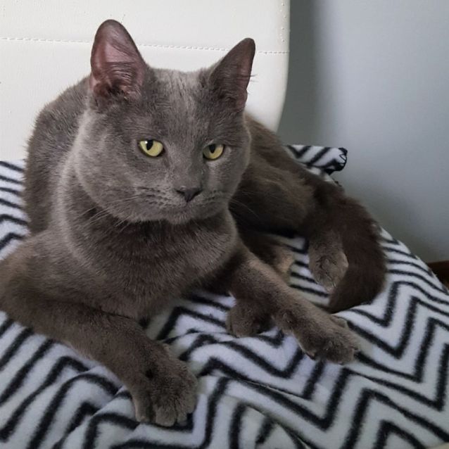 Photo of Dexter ^^Dandy Cat Rescue^^