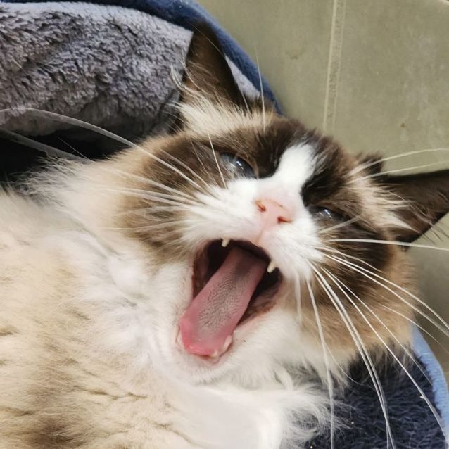 Photo of Misti   Ragdoll