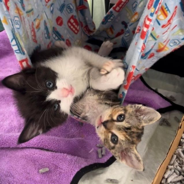 Photo of Felix & Nala