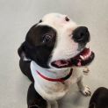Photo of 🌸 Gypsy 🌸C04380