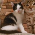 Photo of Sylvester