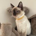 Photo of Jack (Kitten)