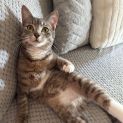 Photo of Milo