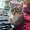 Photo of Lady Sif **2nd Chance Cat Rescue**