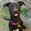 Photo of Jambu