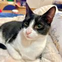 Photo of Buckley