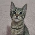 Photo of Leo