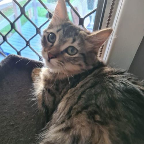 No photo for Cleo