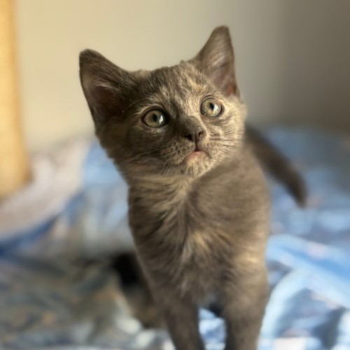 No photo for The Halloween Kittens