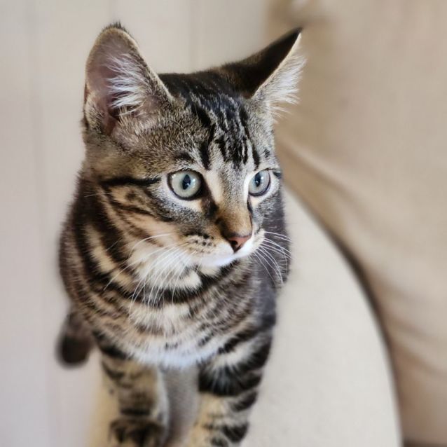 Photo of Arturo ^^Dandy Cat Rescue^^