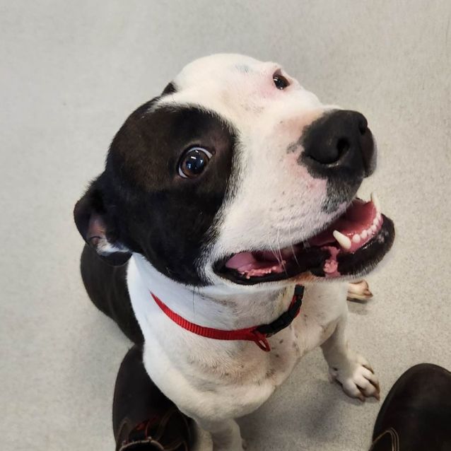 Photo of  🌸 Gypsy 🌸C04380