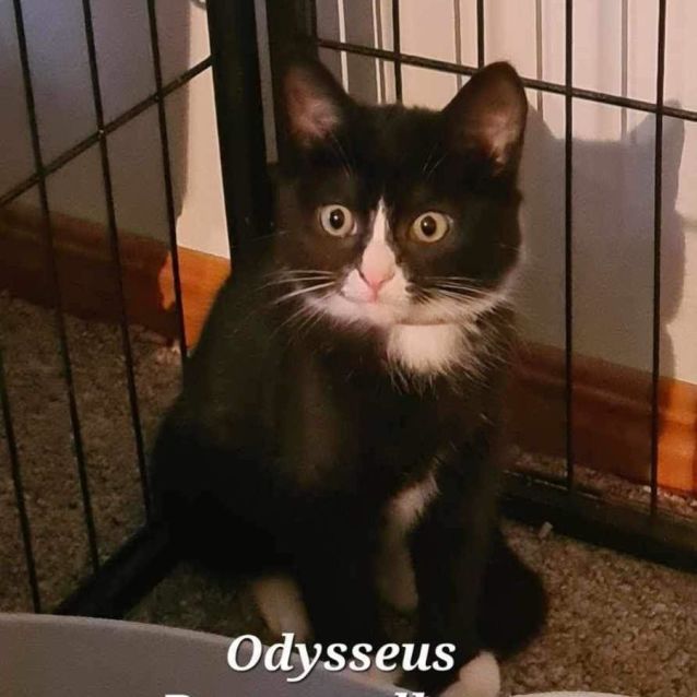 Photo of Odysseus