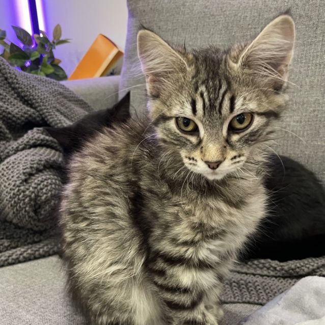 Photo of Olivia ^^Dandy Cast Rescue^^