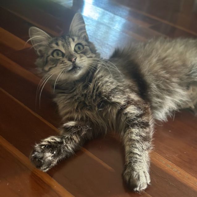 Photo of Freyja **2nd Chance Cat Rescue**