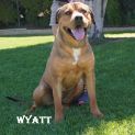 Photo of Wyatt