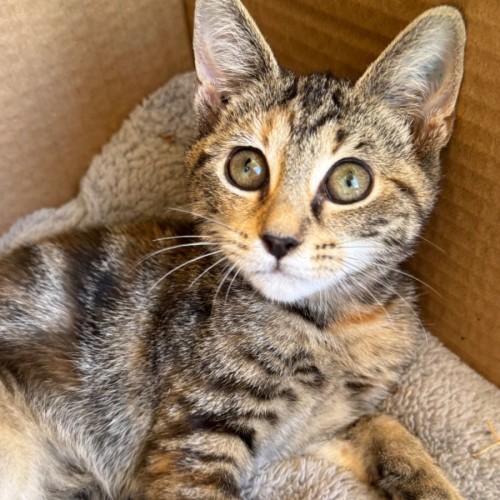 No photo for Frankie