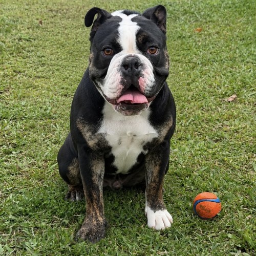 Max