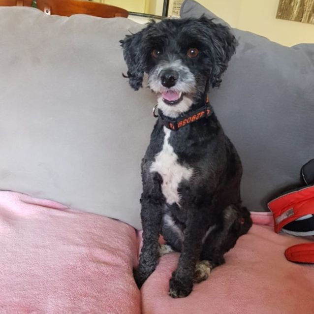 Silky terrier cheap x poodle