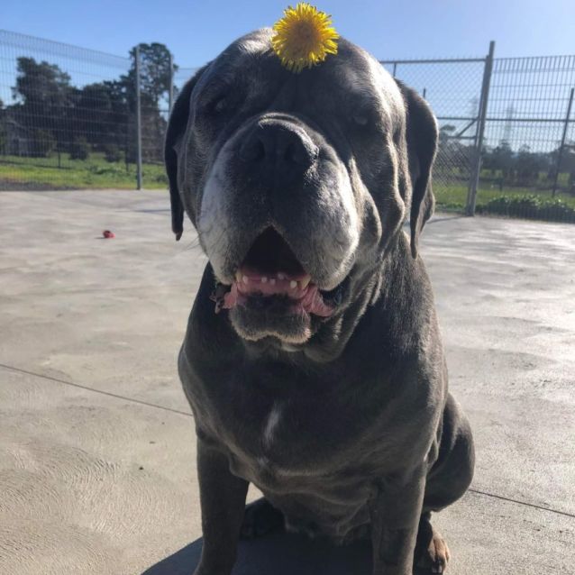 Photo of 💜Indi💜 (Located In Longwarry)