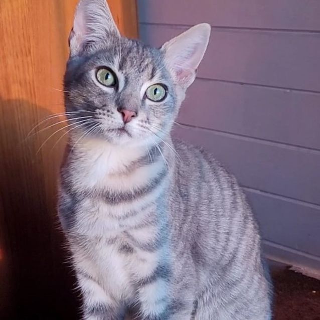Photo of Blue Tabby Boy